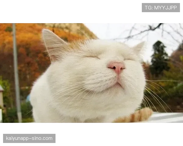 许昕家的猫都比我会接球 许昕家的猫都比我会接球